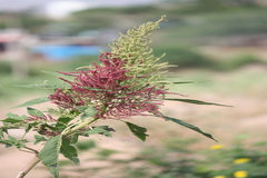 Amaranthus hybridus